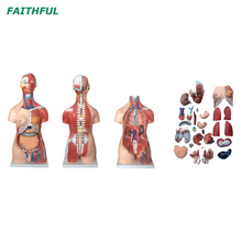 XC-210 85cm Torse musculaire unisexe 30 parties
