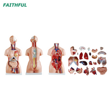 XC-204Series 85cm Unisexe / Tri-SEX TORSO 23 pièces