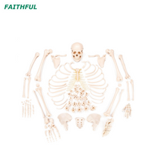 XC-130Series Disarticule Skeleton avec Skul / Muscles peints