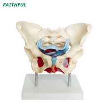 XC-125 muscles et organes pelviens femelles