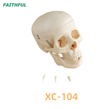 Série XC-104 du modèle du crâne