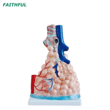 Modèle d'alvéoles pulmonaires grossis XC-302