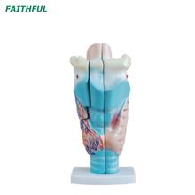 Modèle de larynx humain amplifié XC-301