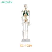 Squelette 85 cm avec nerfs xc-102a / b / c